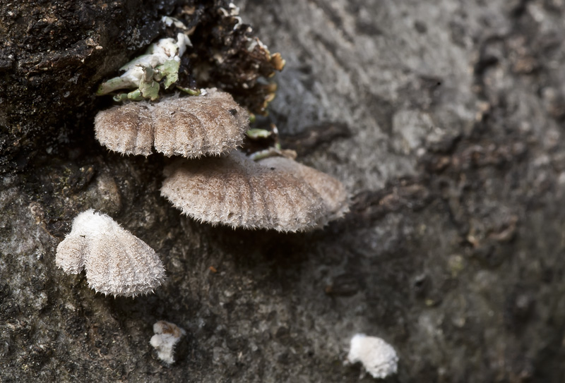 Schizophyllum commune